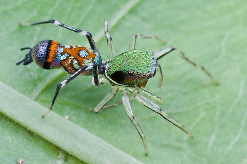Orsima ichneumon , female jumping spider IMG_0001 copy