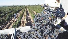 Vendimia: Menos uvas pero con buena calidad mientras, el hemisferio norte se recupera