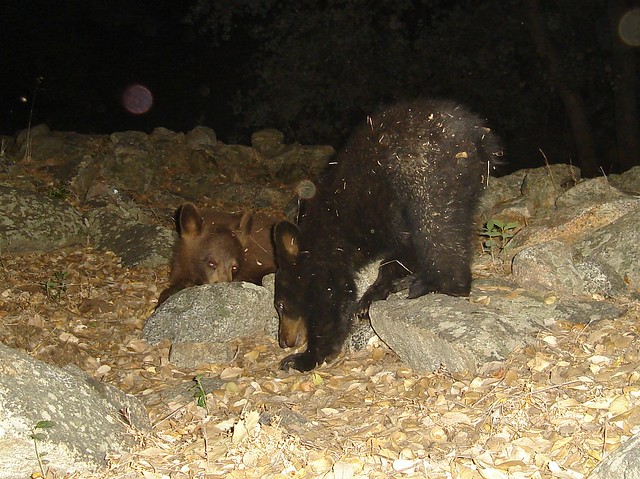 bear cubs