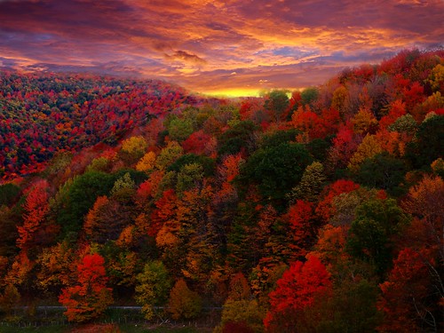 Fall Foliage Photography by Nature Pictures by ForestWander