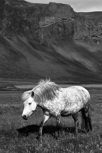 Icelandic Horse with landscape (B&W)