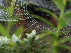Spiderwebs