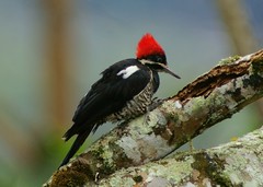 Peru woodpeckers