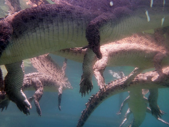 Crocosaurus Cove Darwin - Taking Underwater Crocodile Photos