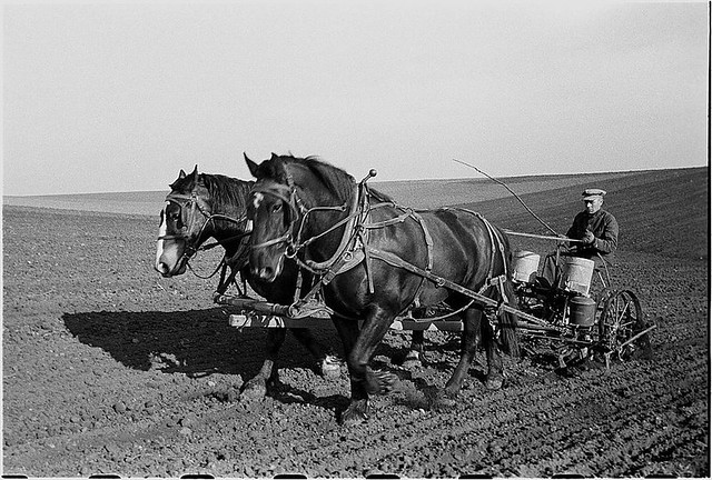 Man planting corn with a team of horses in 1940