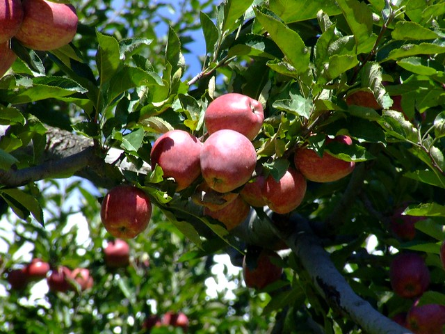 Apples Malus domestica Rosaceae 2011_09_18_Kinnaur_0306