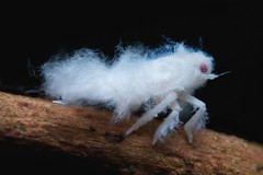 Hemiptera (Madagascar)