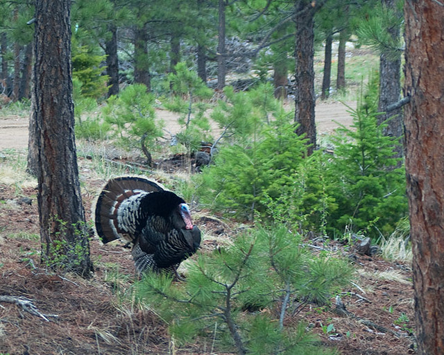 A male turkey with plummage flared walking in a Colorado pine forest.