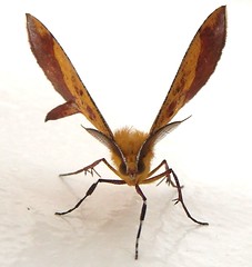 Geometrid moth (Hyperythra sp.) (x2)