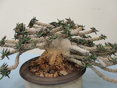 Euphorbia cyllindrifolia v. tuberifera by ferox56