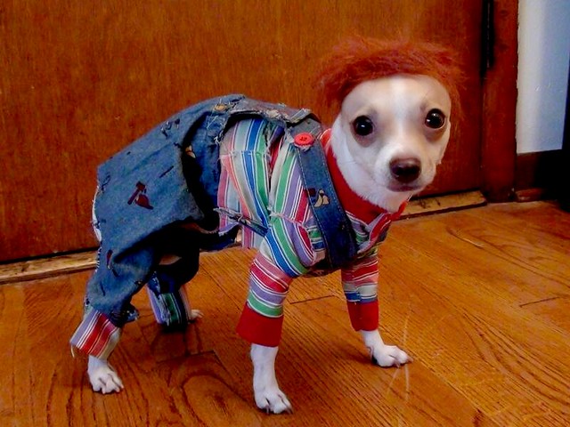 The perfect chucky costume for dogs or your pet I made this chucky costume 