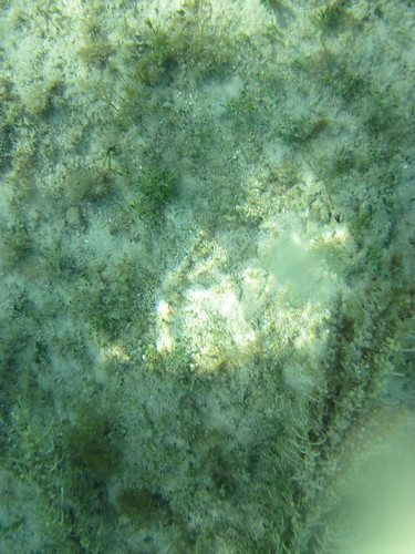 Under the sea from our kayak in Nassau