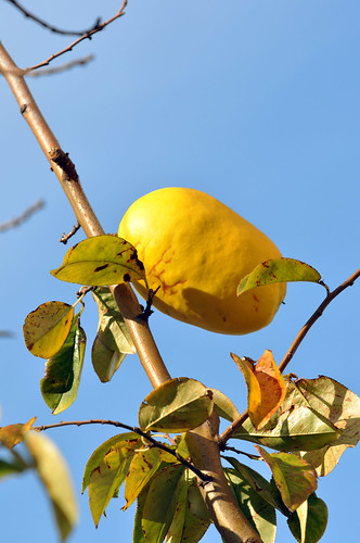 The fruit of a Chinese quince 