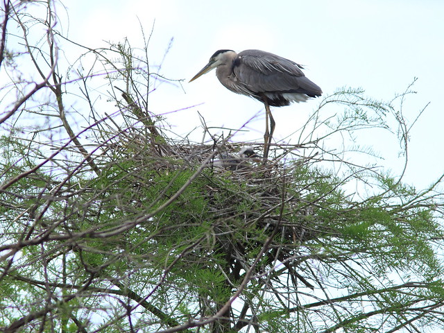 Great Blue Heron with chick 20120318