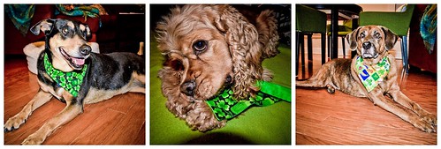 St. Patrick's Day Doggies 3.17.12 by elawgrrl