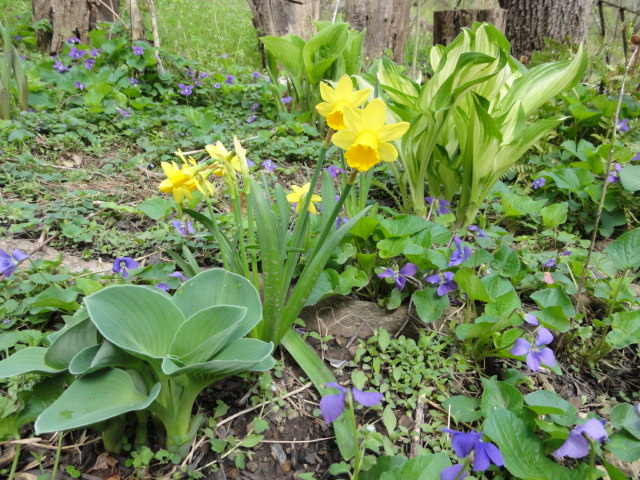 Hostas and Daffodils