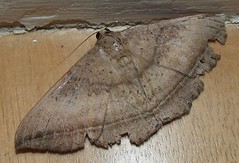 Noctuid moth (Hulodes caranea)