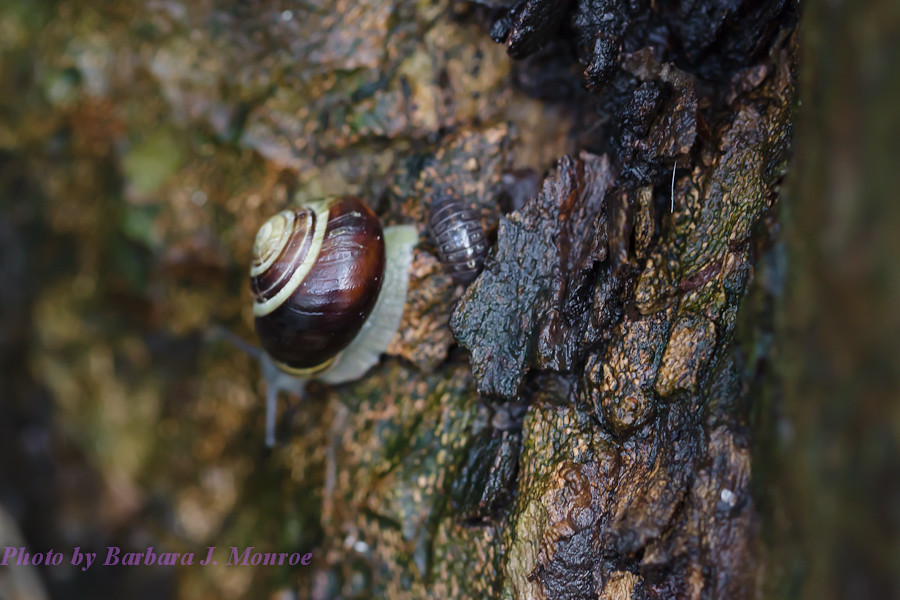 Snails (6 of 6)