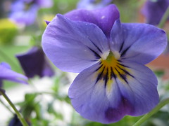 Viola genus
