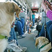 Airport Bus Dog View