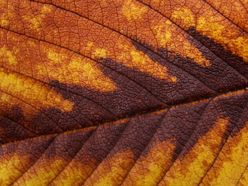 Old Brown Leaf Texture