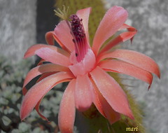 Cactus, primavera 2011