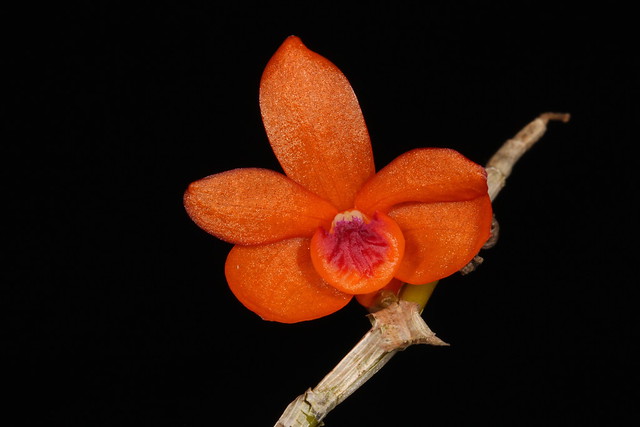 Dendrobium mohlianum 2011-10-10 03