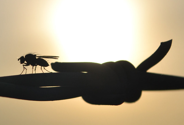 Fly and barb silhouette