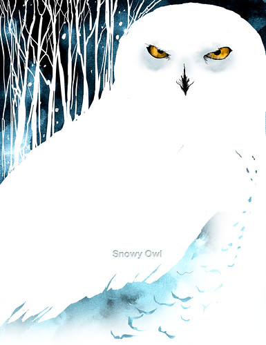 Snowy Owl by rodisleydesign