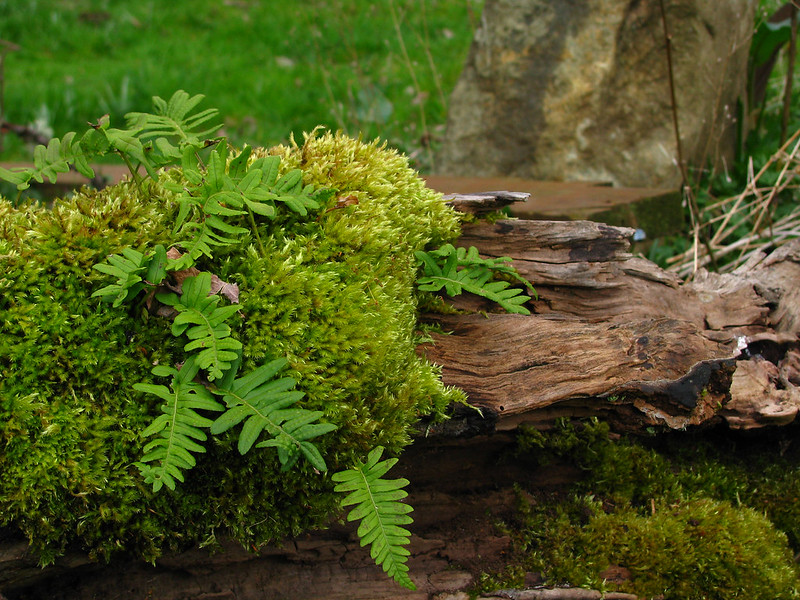 Licorice Ferns and Carpet Moss on the Gravenstein Tree