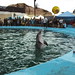 Peu, Mancora - a dolphin in aquarium