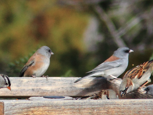 Pink-sided and Gray-headed Juncos 20111114