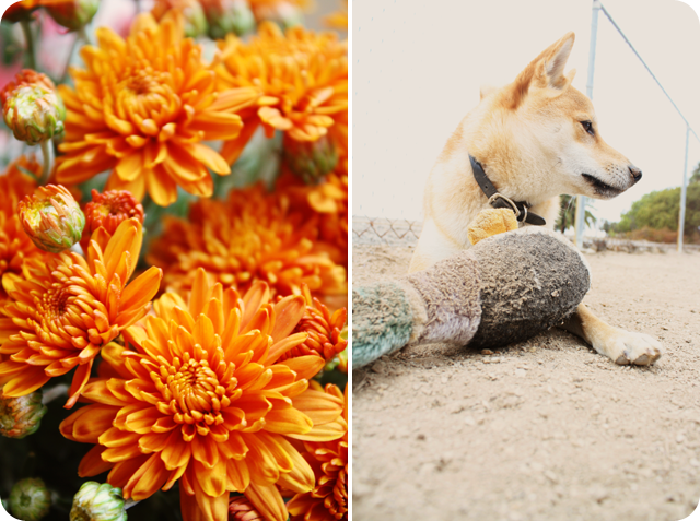 {tuesday} flowers | puppy playing
