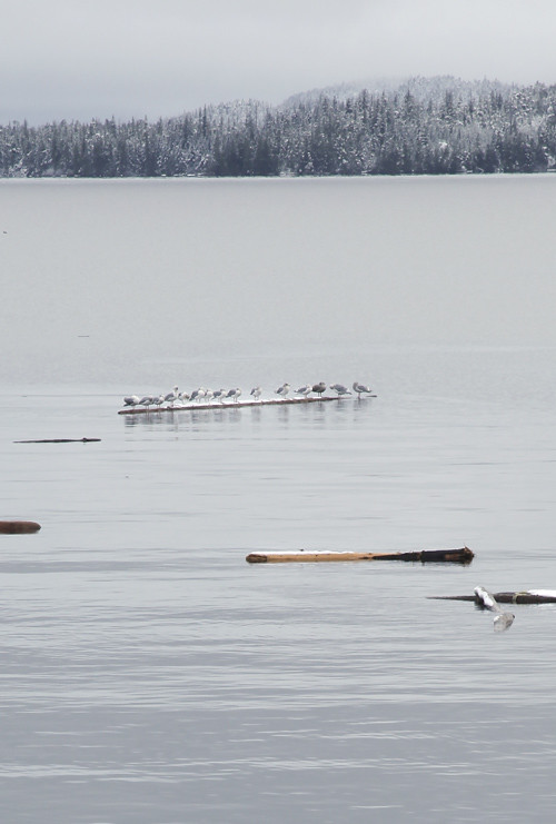 logs and seagulls, Kasaan Bay, Alaska