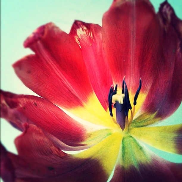 Fading tulip