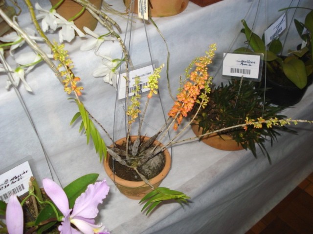 Dendrobium faciferum 
