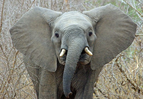 Young Elephant - Big Ears by masaiwarrior
