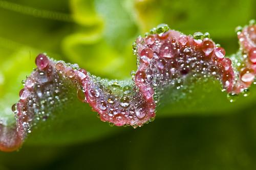 Dew on Ruffles Echeveria leaf... by JusBrown