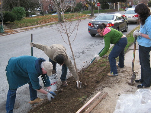Street Tree Planting—Almost Done