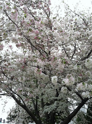 Trees in bloom.