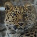 Amur Leopard.-Panthera Paradus Orientails