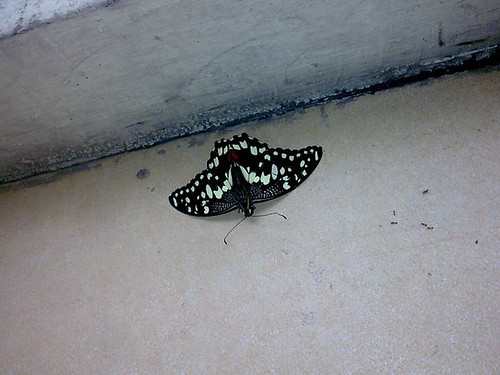 beautiful, dead butterfly.