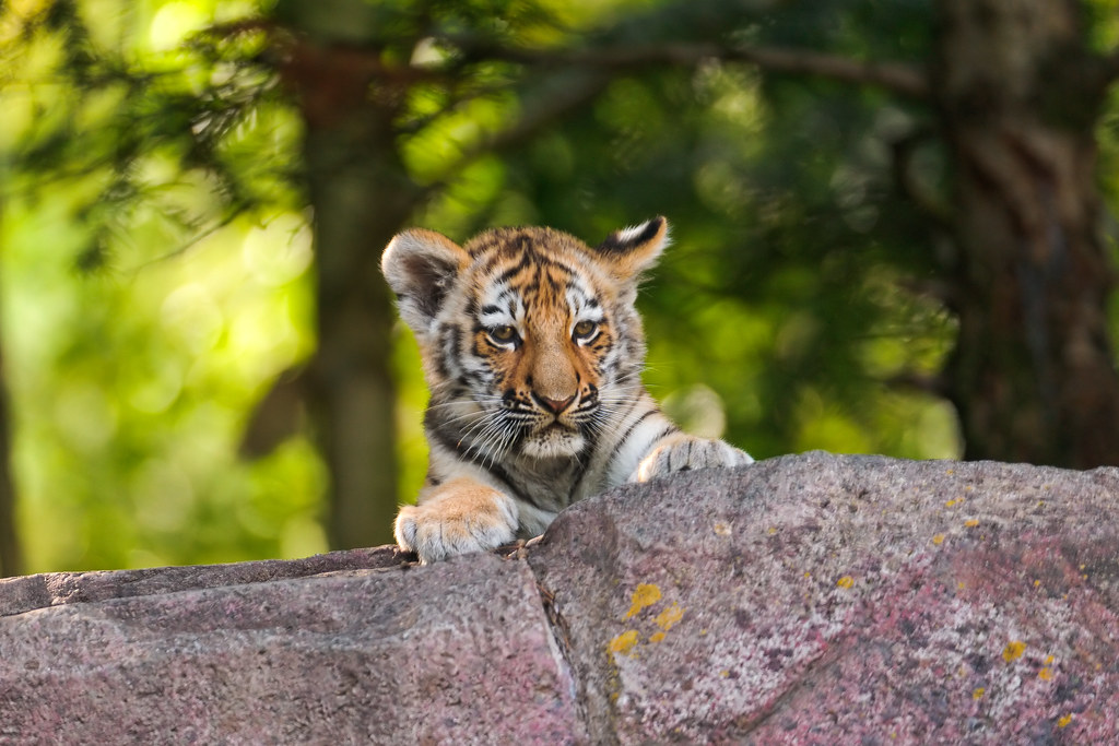 Cub looking over the cliff