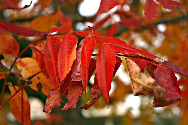 Fall Leaves 2010 - 32