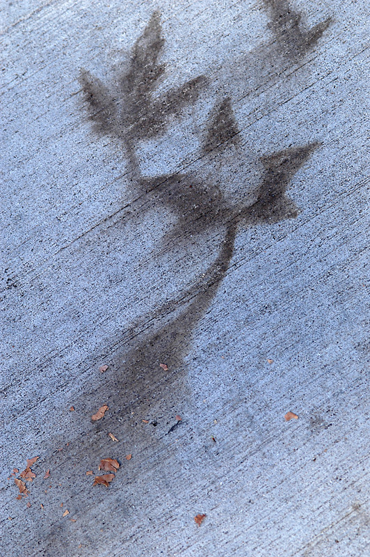 leaf outlines