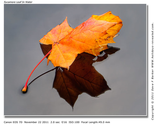 Sycamore Leaf In Water Chorley Lancashire by Just Daves Photos