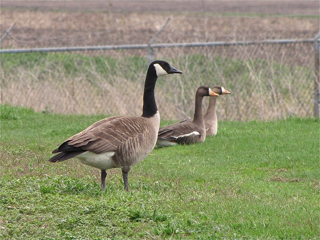 Canada and Greater White-fronted Geese at Gridley Wastewater Treatment Ponds