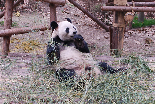 Pandas in Chengdu China 16