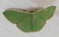 Geometrid moth (Comibaena sp.)