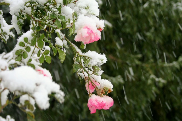 Pink Roses At Essex County's Rose Garden During Snowtober
